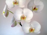 Orchid5.jpg